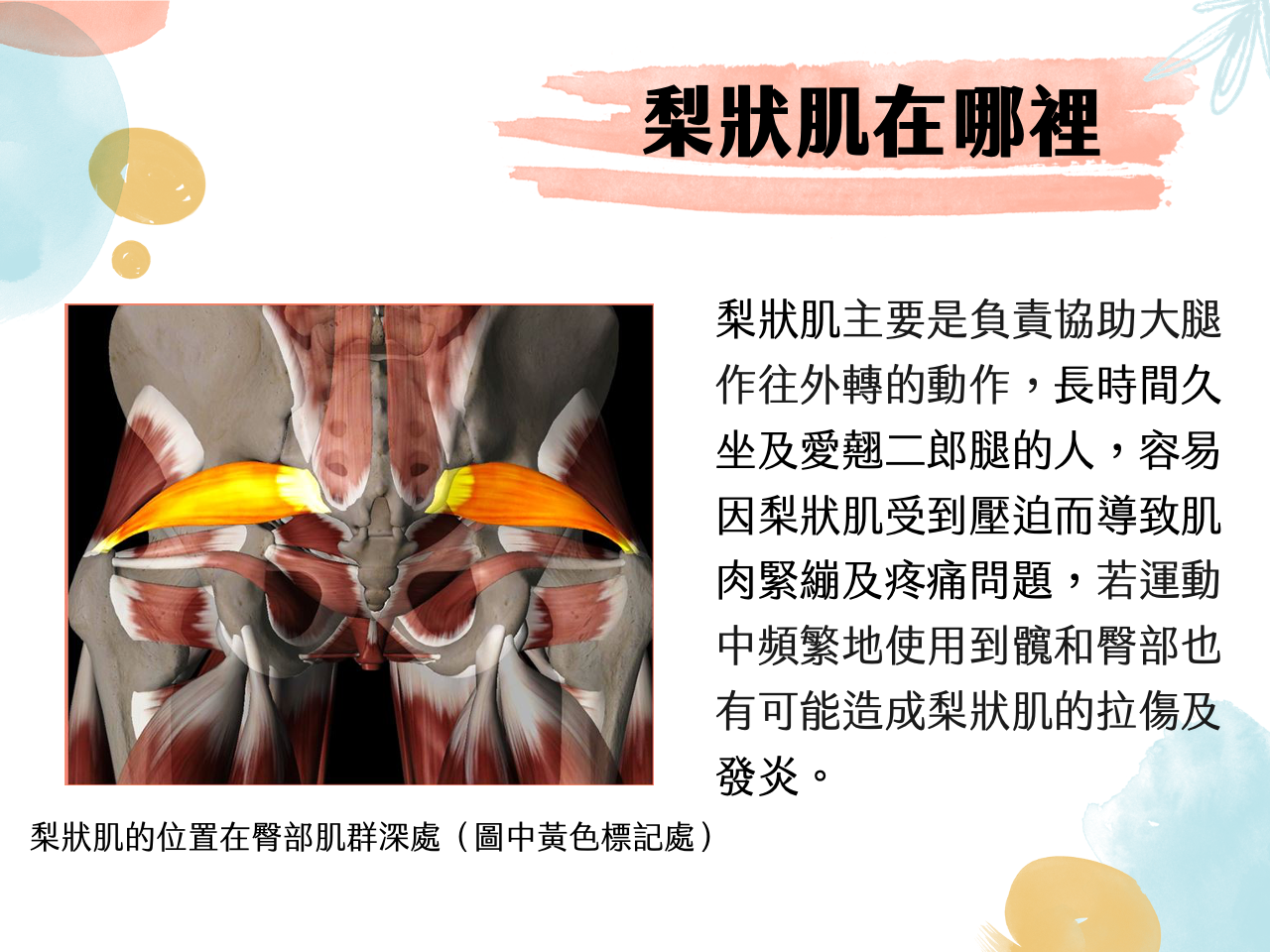 梨狀肌在哪裡